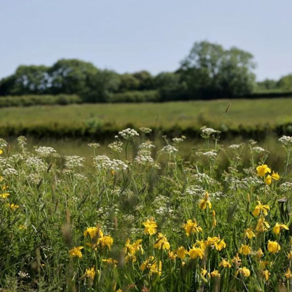 Heal Rewild 2 Heal Rewilding