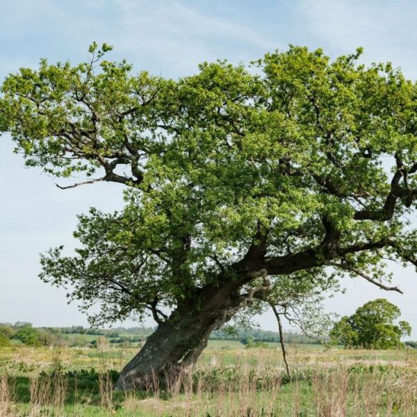 Heal Rewild 4 Heal Rewilding