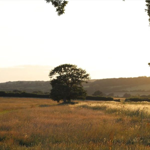Heal Rewilding